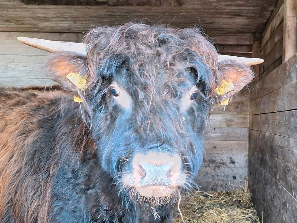 E.Longhorn / Cattle Bulle in Wangels