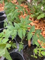 Tomatenpflanzen aus samenfesten Bio-Saatgut Hessen - Gießen Vorschau