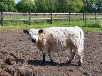 Galloway weiblich Niedersachsen - Bücken Vorschau