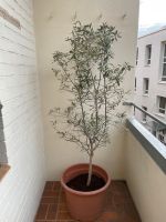 Olivenbaum mit Topf 190cm Pflanze mit Garten Deko Pflanzkübel Stuttgart - Stuttgart-West Vorschau