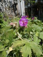 Storchschnabel pink winterharte Staude Bodendecker BIO Hessen - Burghaun Vorschau