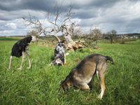 Frührentner bietet Hundebetreuung an Rheinland-Pfalz - Zemmer Vorschau