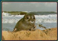 AK131 - Ansichtskarte / Postkarte: Seehund Nordrhein-Westfalen - Schleiden Vorschau