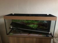 240l Aquarium mit Unterschrank - wie neu Niedersachsen - Braunlage Vorschau