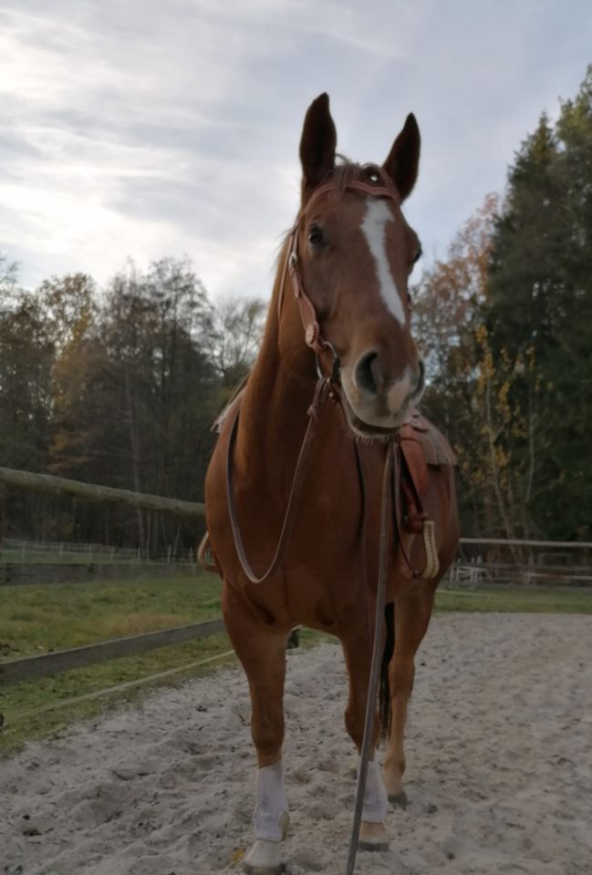 Kräftiger, großrahmiger Freizeitpartner in Stöckse