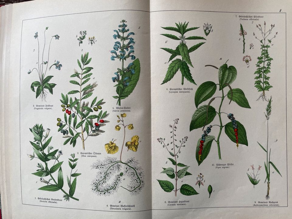 Naturgeschichte des Pflanzenreichs von 1886 in Immenstadt