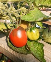 Tomaten Satgut "Black Plum" alte Sorte samenfest 15Stk Nordrhein-Westfalen - Lüdenscheid Vorschau