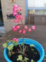 Purpurglöckchen Nordrhein-Westfalen - Haan Vorschau