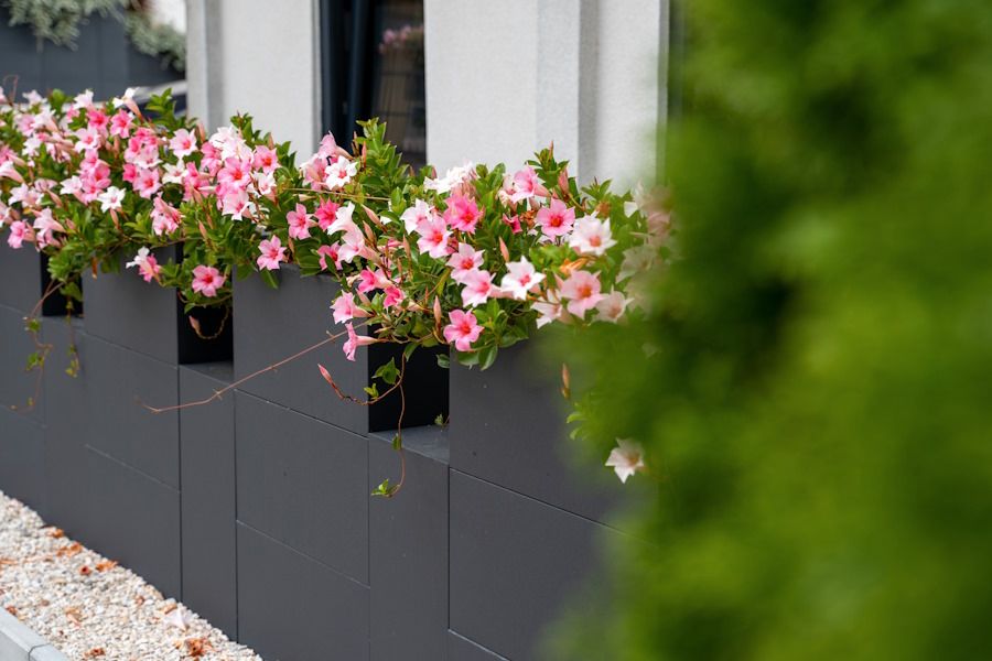 Pflanzkübel, Blumenkübel als Sichtschutz und zur Gartengestaltung in Dresden