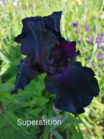 Iris Superstition 1 Rhizom Nordrhein-Westfalen - Paderborn Vorschau