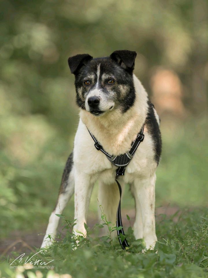 LIANA griech. Hirtenhund Hündin Tierschutz Hund in Biblis