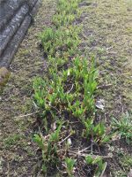 Gartenlilien,winterharte Blumen Brandenburg - Löwenberger Land Vorschau