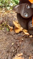 Schrädder arb,, Baumstumpf entfernen (fräsen) Hecke schneiden uvm Niedersachsen - Südbrookmerland Vorschau