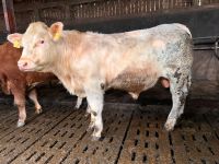 Charolais Deckbulle Schleswig-Holstein - Brande-Hörnerkirchen Vorschau