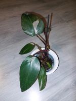 Philodendron Pink Princess etablierte Zimmerpflanze Berlin - Reinickendorf Vorschau