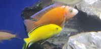 Goldener Labidochromis Yellow Malawibarsche Buntbarsche Yellows Nordrhein-Westfalen - Zülpich Vorschau