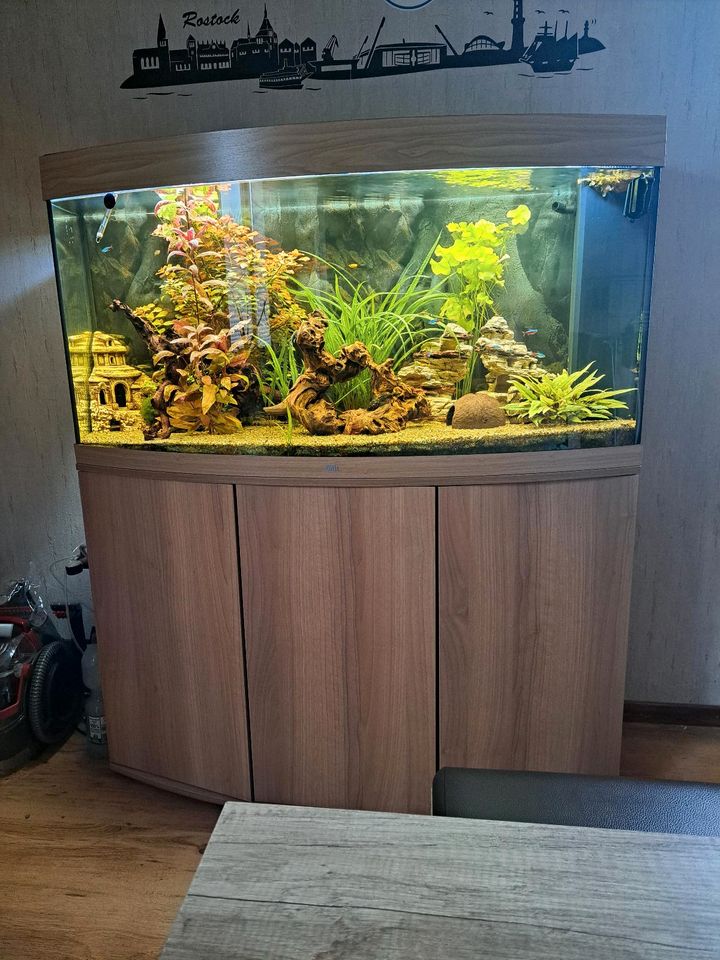 Juwel Vision 260l Aquarium in Kletkamp