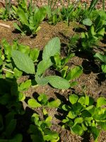 Jungpflanzen Ringelblume und Borretsch Brandenburg - Brieselang Vorschau