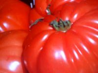 Tomatenpflanzen für 0,50 € Bad Doberan - Landkreis - Tessin Vorschau