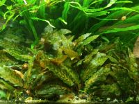 Cryptocoryne nurii var. Raubensis Rose Maiden Nordrhein-Westfalen - Horstmar Vorschau