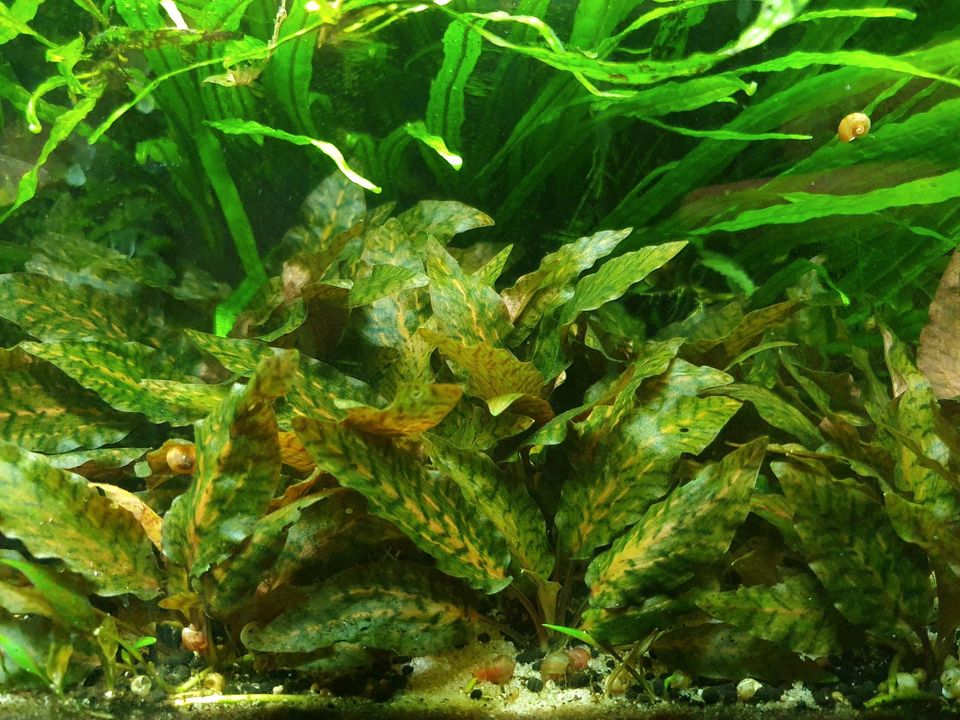 Cryptocoryne nurii var. Raubensis Rose Maiden in Horstmar