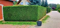 Gartenarbeiten aller Art, Heckenschnitt, Gartenpflege, Gärtner Kreis Pinneberg - Schenefeld Vorschau