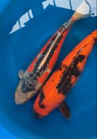 Japan Koi * Hi Utsuri * Sansai 69cm * Maruhiro Koifarm * female Bayern - Georgensgmünd Vorschau