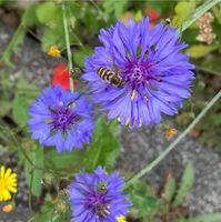 30 Samen Kornblumen Mix, Garten Sastgut Insekten Bayern - Baldham Vorschau