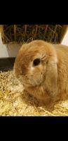 Suche Kaninchen Dame ab 8 Jahren Nordrhein-Westfalen - Brüggen Vorschau