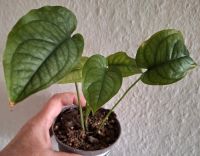 Monstera Siltepecana Niedersachsen - Ronnenberg Vorschau