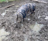 Buntes Bentheimer Schwein (Sau) (noch 1 Woche) Nordrhein-Westfalen - Löhne Vorschau