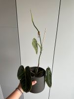 Philodendron melanochrysum Bayern - Aichach Vorschau