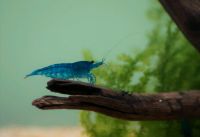 Blaue "Blue Dream" Garnelen | Aquarium Rheinland-Pfalz - Altrip Vorschau