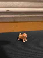 Schleich Hund Welpe Berlin - Treptow Vorschau