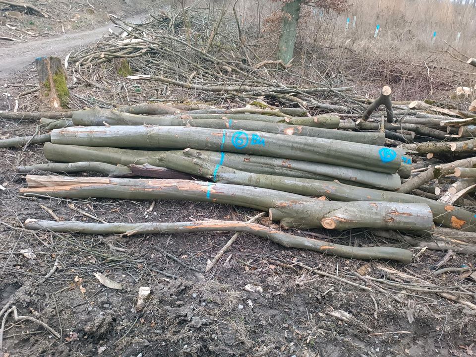 Buche und Esche Stammholz Brennholz Kaminholz zu verkaufen in Nieheim