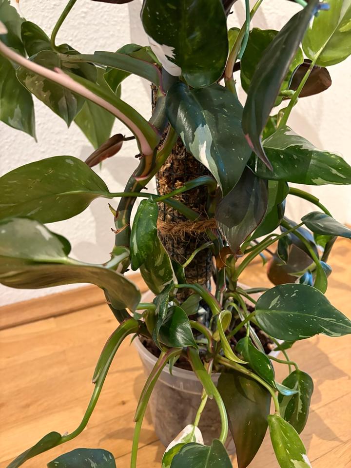 Philodendron Pink Princess White Wizzard Zimmerpflanze Moosstab in Dresden