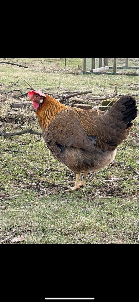 Küken Italiener Kücken Henne Hahn Ei Bruteier Huhn in Rubenow (bei Wolgast)