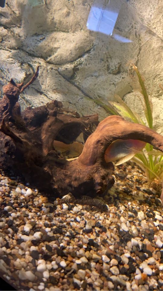 Aquarium Juwel Vision 180Liter,ohne Besatzung, mit Zubehör in Emsbüren