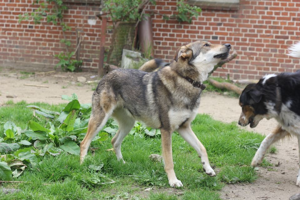 Schäferhund-Mischling PEPPINO sucht Zuhause in Tellingstedt