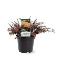 Neu: Steineibe Podocarpus lawrencei 'County Park Fire' 25-40cm Nordrhein-Westfalen - Nordkirchen Vorschau