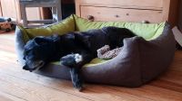 Stoff-Hundebett, Gelenkschonend, Handarbeit, Made in Germany Nordrhein-Westfalen - Hennef (Sieg) Vorschau