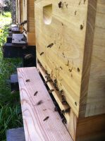 Bienenvolk zu verkaufen Pankow - Prenzlauer Berg Vorschau