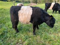 Belted Galloway Färse Herdbuch Thüringen - Volkmannsdorf Vorschau