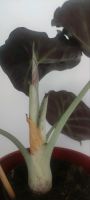 Alocasia Black Velvet Pflanze Zimmerpflanze inkl Topf Nordrhein-Westfalen - Bedburg-Hau Vorschau
