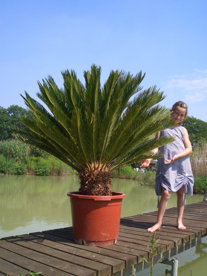 Winterh. Hanfpalme/ Trachycarpus fortunei/ Butia/ Bananen/ Oliven in Schermbeck