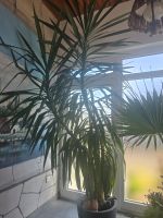 große Palme 2,90 m hoch zu verkaufen Rheinland-Pfalz - Eich Vorschau