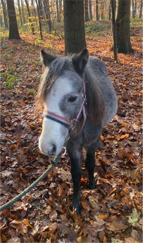 Welsh A, Hengst(Wallach möglich),Jungpony, schöne Farbe, Zucht!!! in Oberhausen