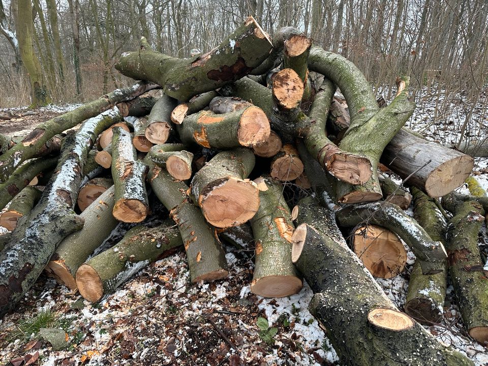 Stammholz / Kronenholz  Buche / Brennholz / Kaminholz / 30m3 Container in Seelze