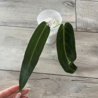 Ableger Anthurium Warocqueanum Niedersachsen - Salzgitter Vorschau