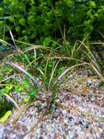 Helanthium tenellum "red", Zwerg-Schwertpflanze, Bodendecker Niedersachsen - Melle Vorschau
